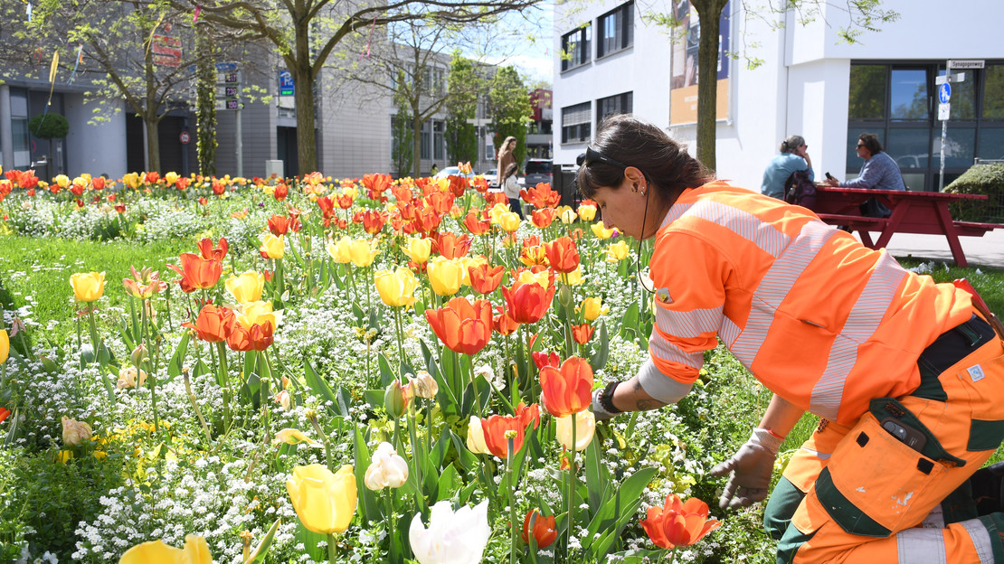 Das Bild zeigt eine Gärtnerin der Stadt beim Unkrautzupfen in einem Beet mit Tulpen, Vergissmeinnicht, Stiefmütterchen und am Max-Beermann-Platz. 