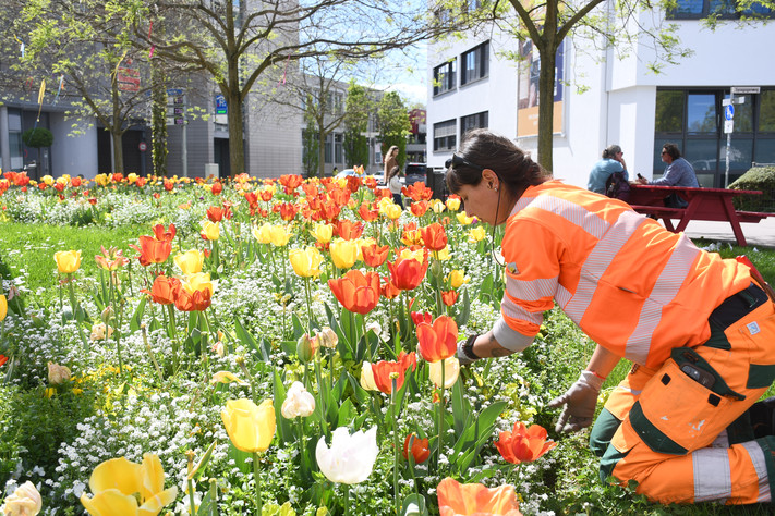 Das Bild zeigt eine Gärtnerin der Stadt beim Unkrautzupfen in einem Beet mit Tulpen, Vergissmeinnicht, Stiefmütterchen und am Max-Beermann-Platz. 
