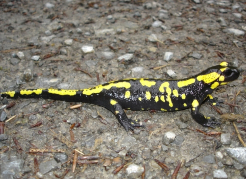 Lebt gerne an Bachläufen: der nachtaktive Feuersalamander. (Foto: Riexinger)