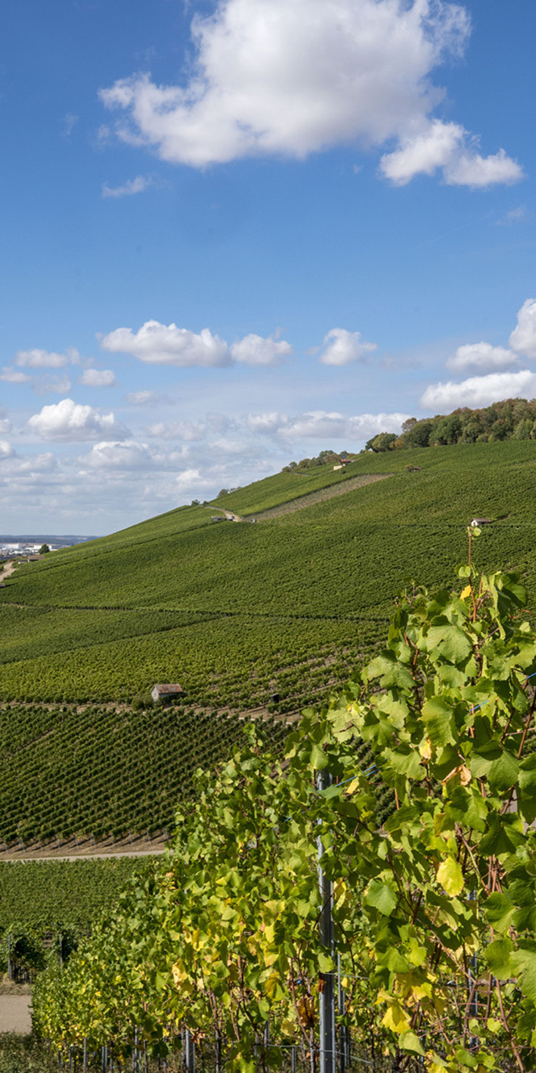 Heilbronner Weinberge