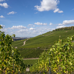 Blick auf den Heilbronner Wartberg