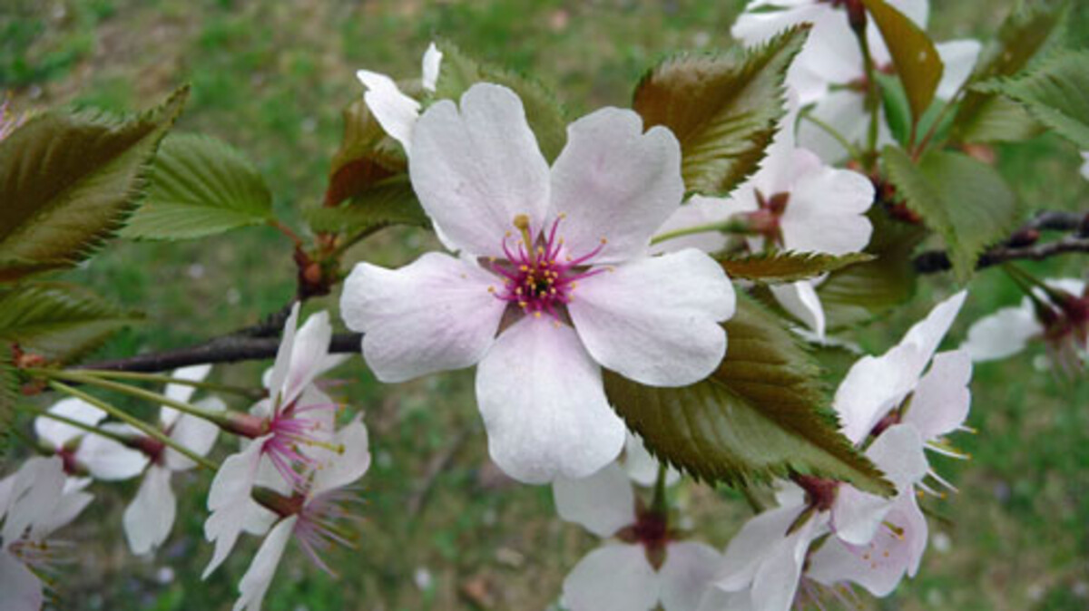 Frühlingskirsche Prunus Fukubana