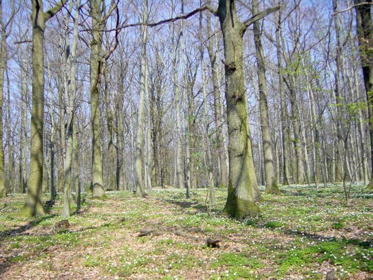 Bodensaurer Buchen- und Eichenwald