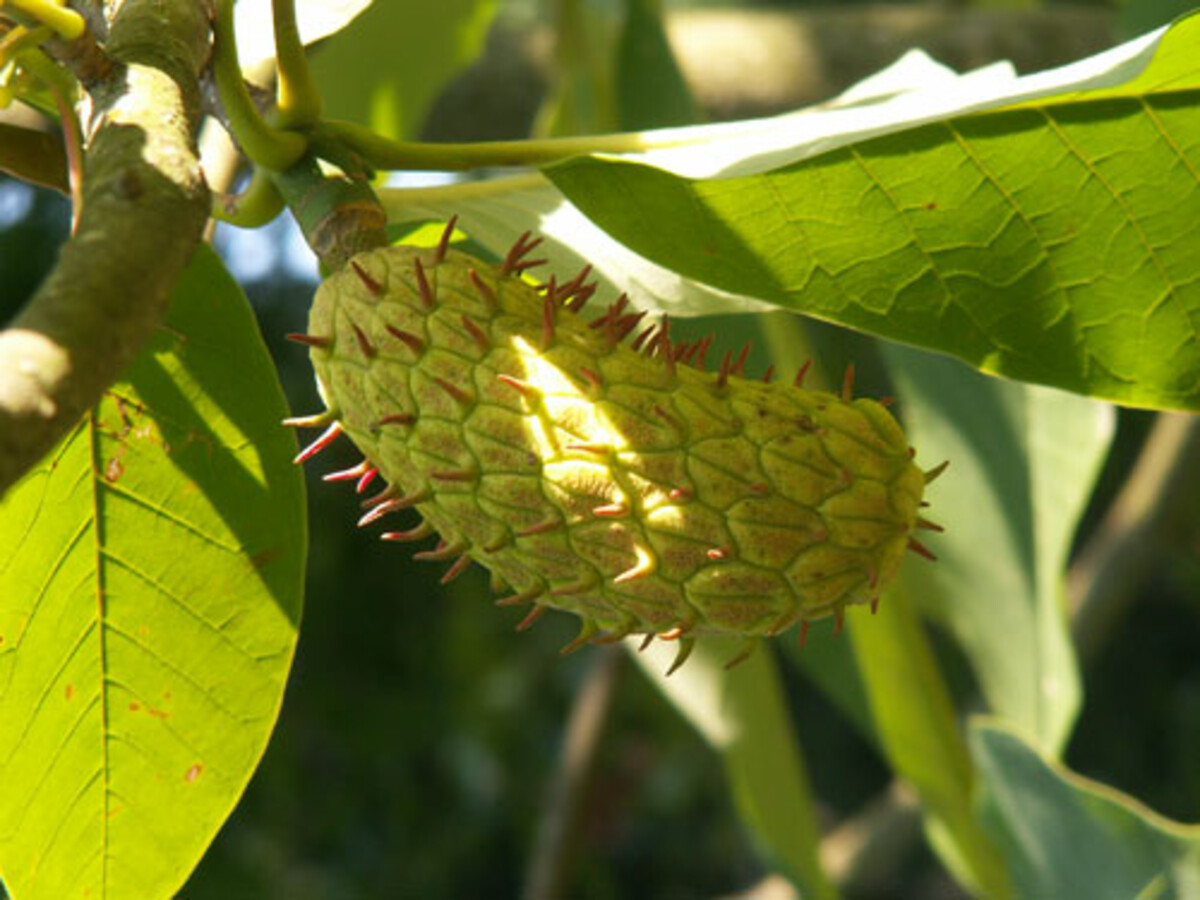 Magnolia macrophylla