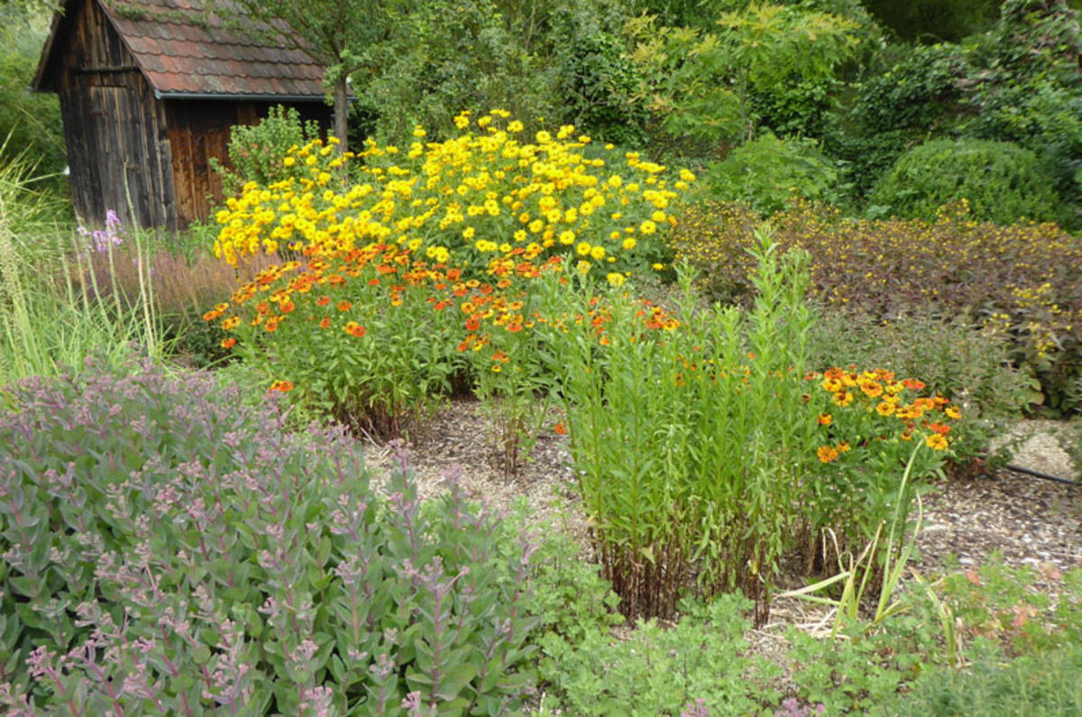 Botanischer Obstgarten Botanischer Obstgarten