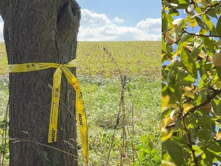 Gelbe Bänder zeigen, an welchen Obst- und Nussbäumen kostenlos geerntet werden darf. Foto: Stadt Heilbronn