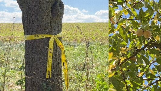 Gelbe Bänder zeigen, an welchen Obst- und Nussbäumen kostenlos geerntet werden darf. Foto: Stadt Heilbronn