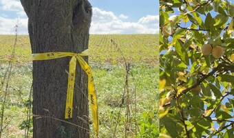 Gelbe Bänder zeigen, an welchen Obst- und Nussbäumen kostenlos geerntet werden darf. Foto: Stadt Heilbronn