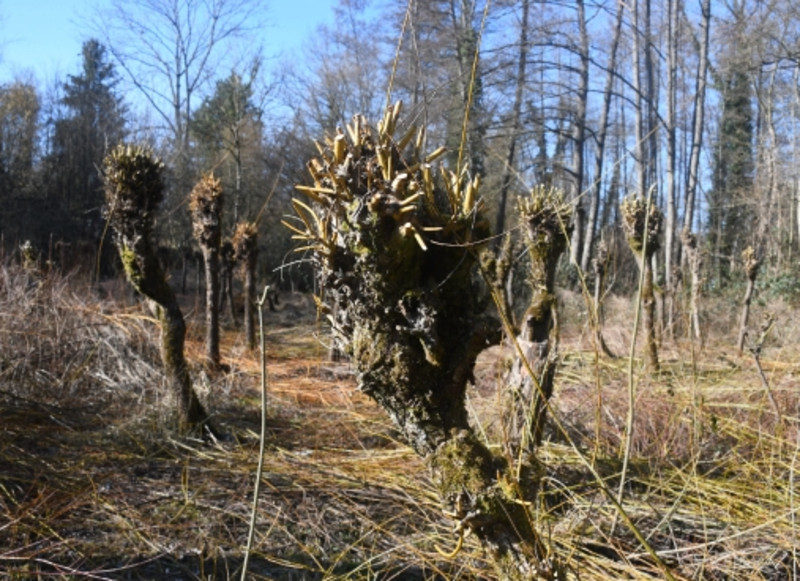 Markantes Aussehen:  Die jungen Triebe der Kopfweiden sind gerade frisch geschnitten.  (Foto: Friese)