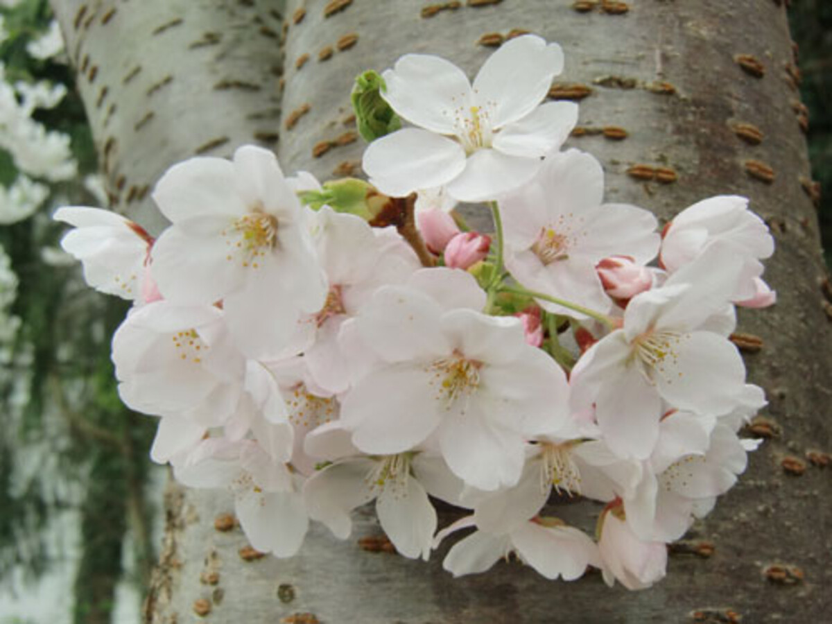 Yoshino-Kirsche