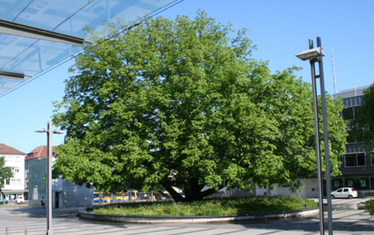 Flügelnuss vor der Harmonie