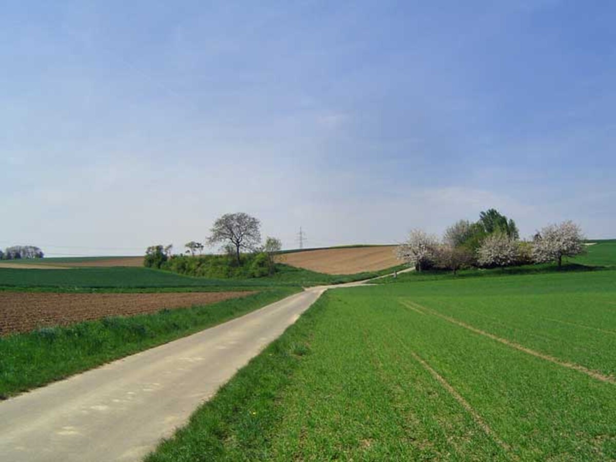 Kraichgaulandschaft mit Stufenrainen bei Frankenbach.