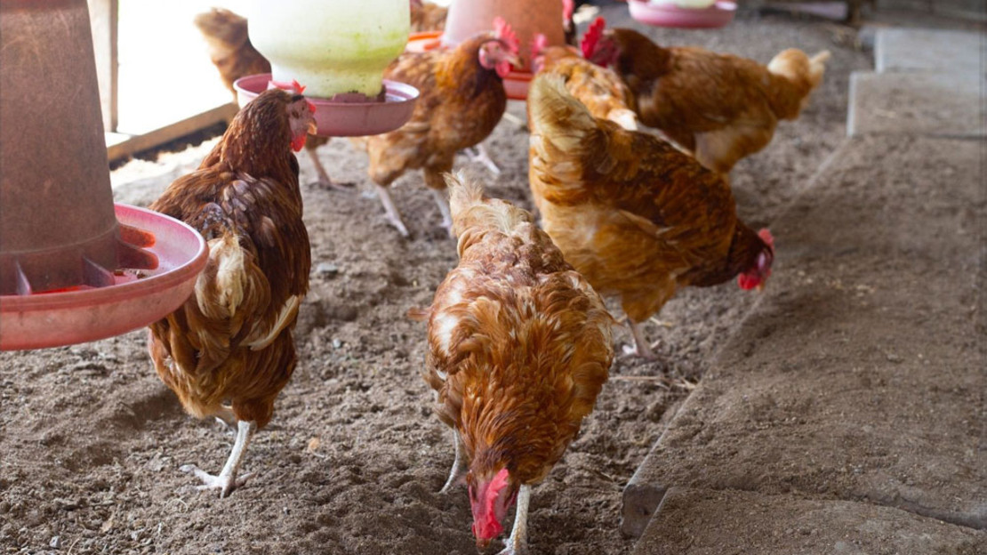 Hühner im Stall