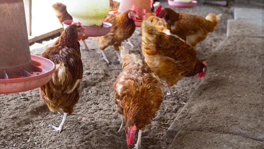 Hühner im Stall