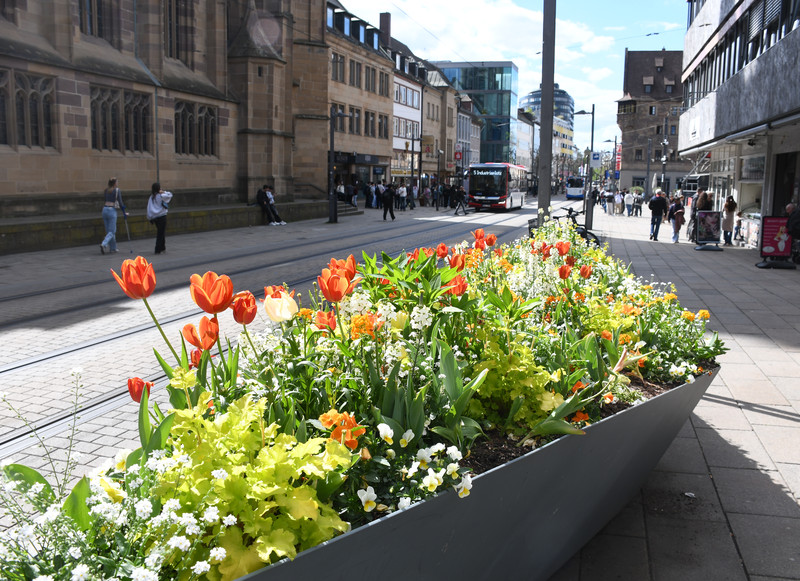 Das Bild zeigt ein Schiffchen mit blühenden Tulpen, Purpuglöckchen und Goldlack in der Kaiserstraße.