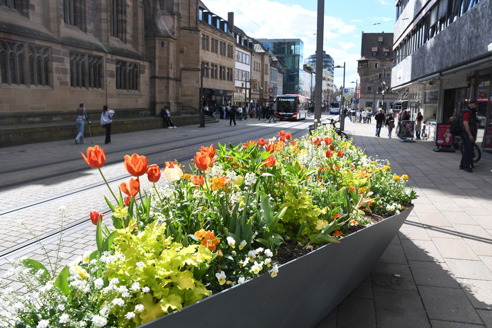 Das Bild zeigt ein Schiffchen mit blühenden Tulpen, Purpuglöckchen und Goldlack in der Kaiserstraße.