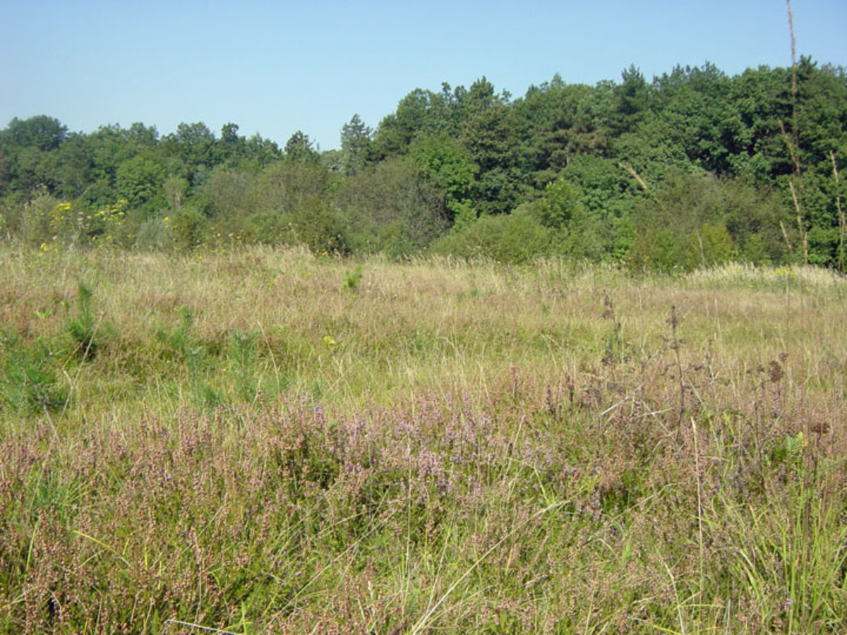 Waldheide
