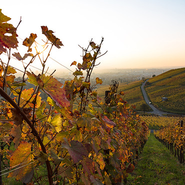 Weinberge am Wartberg