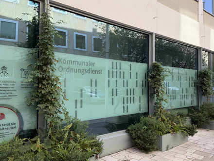Neun Monate nach der Pflanzung zeigt sich die Fassadenbegrünung an der Lohtorstraße 22 deutlich entwickelt. (Foto: Stadt Heilbronn)