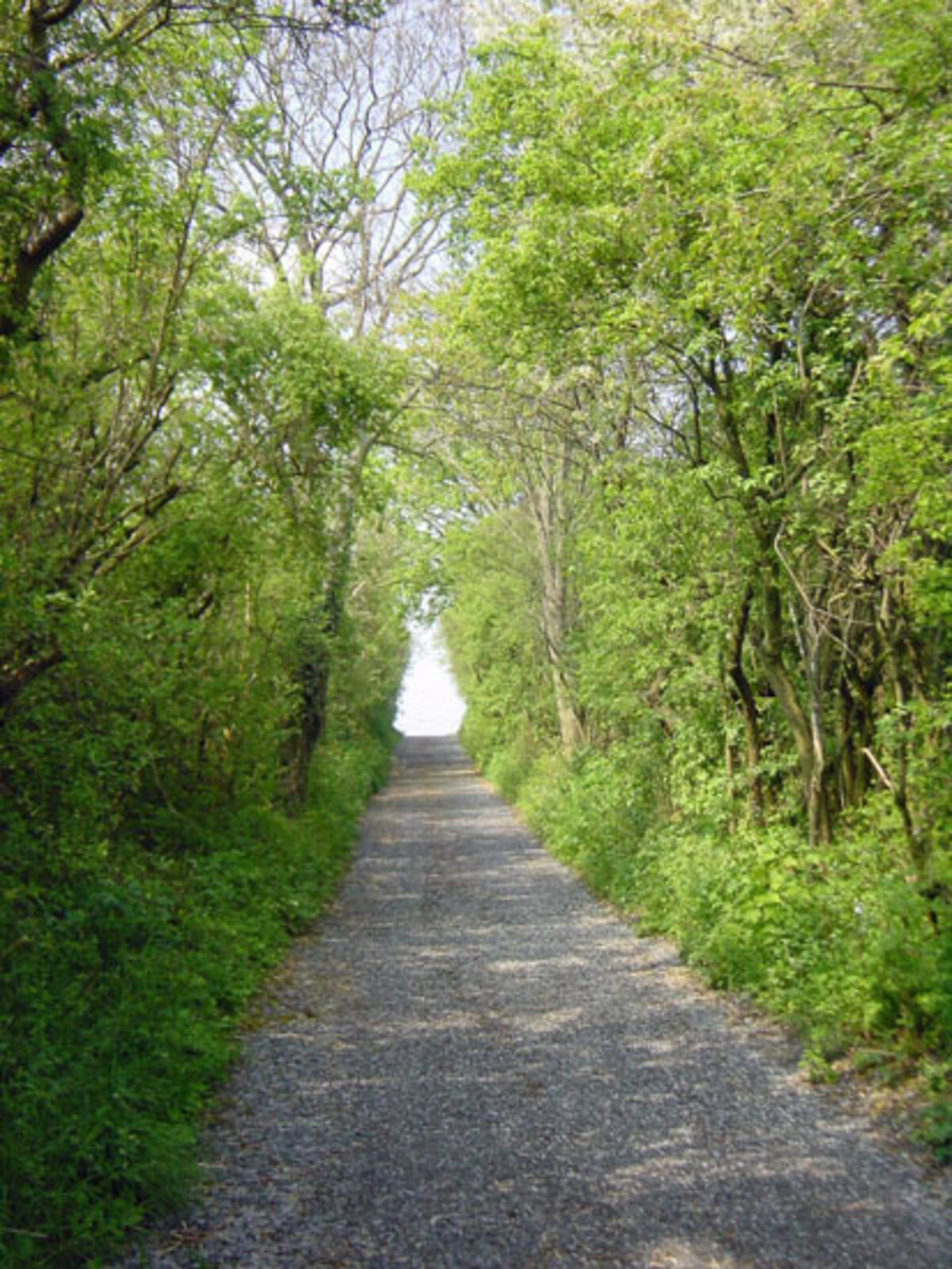Hohlweg beidseitig von Feldhecken gesäumt; beim Hipfelhof in Heilbronn-Frankenbach