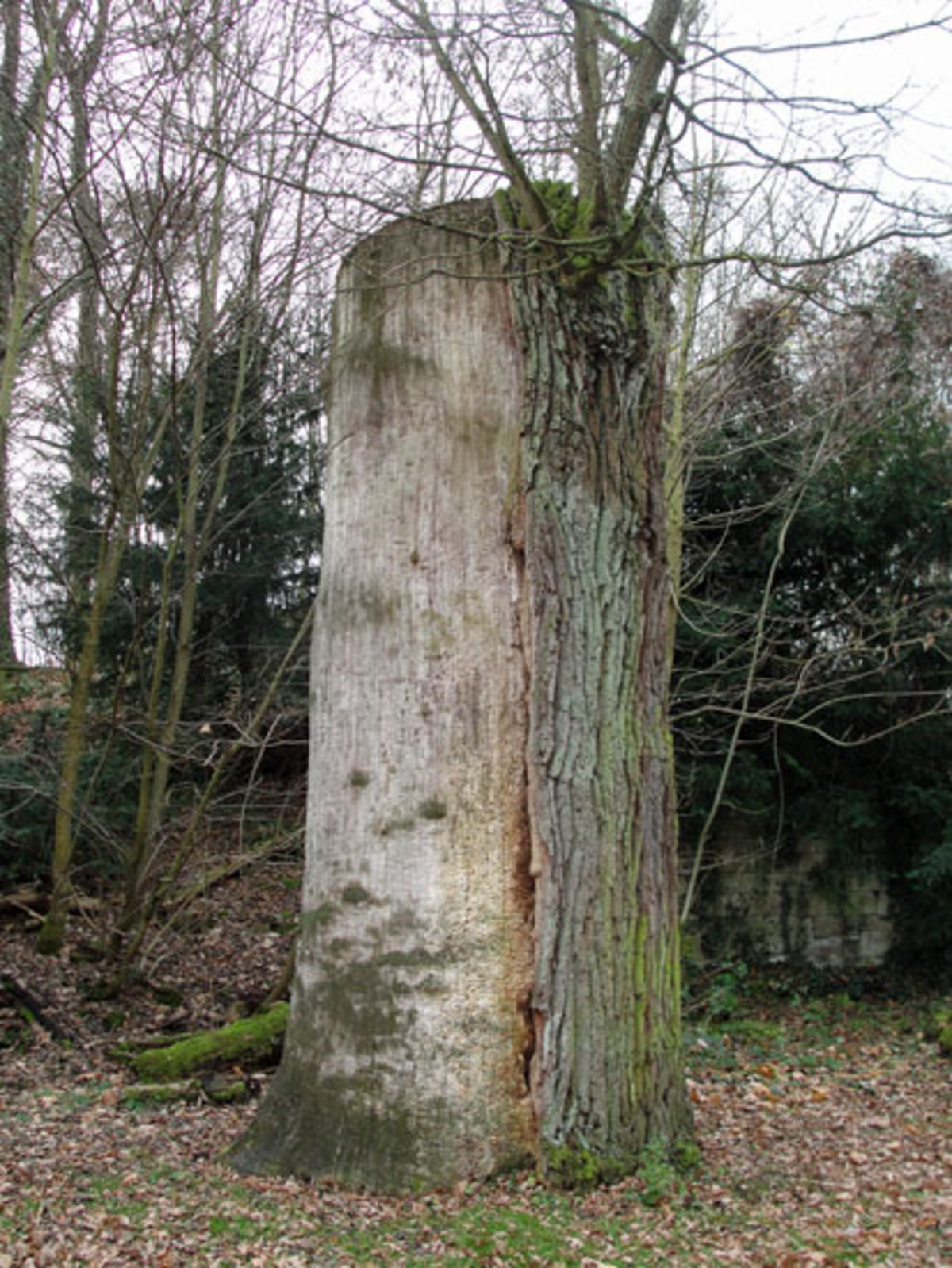Torso der Jägerhauseiche. (Foto: Dezember 2011)