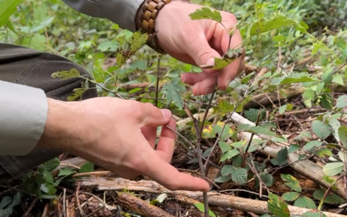 Anfangs noch kleine Pflanzen, wachsen hier in den nächsten Jahrzehnten große Bäume. Foto: Stadt Heilbronn