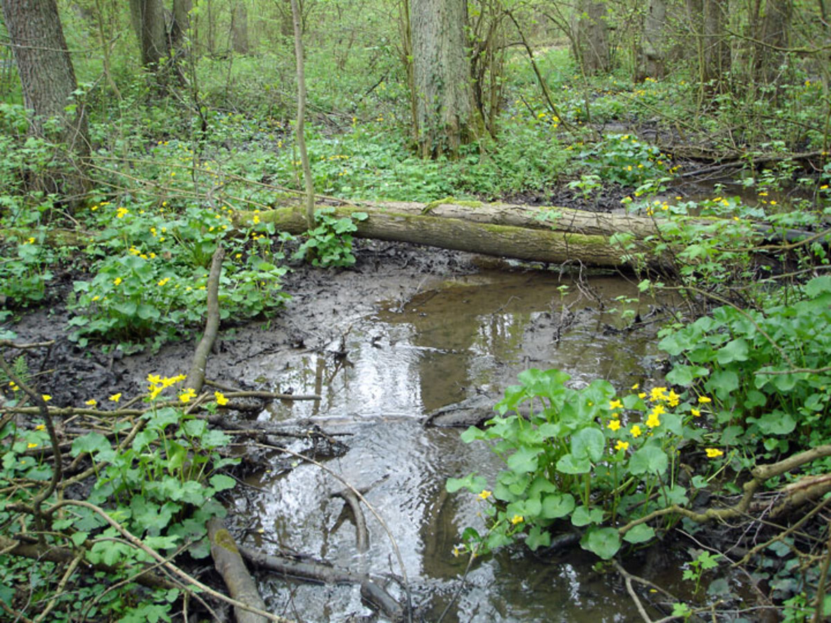 Erlen-Sumpfwald mit blühender Sumpfdotterblume 