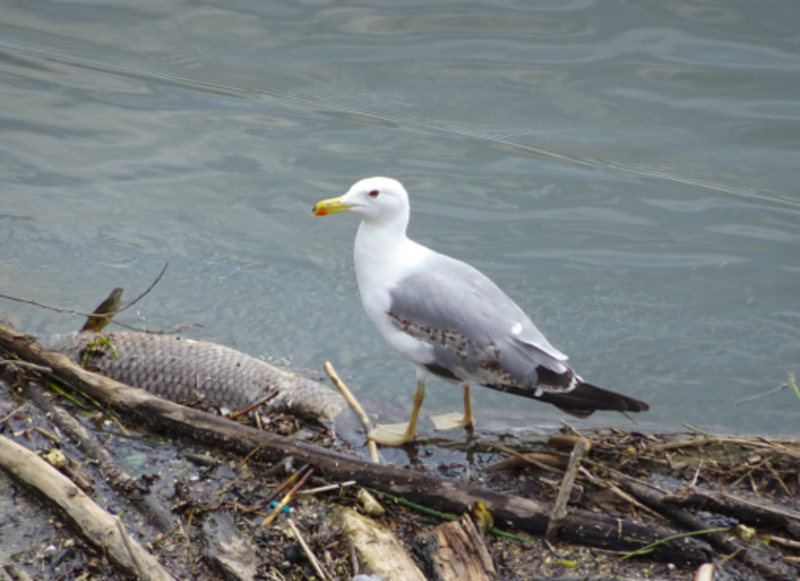 Erwachsene Möwe im Stadtgebiet (Foto: Stadt Heilbronn)