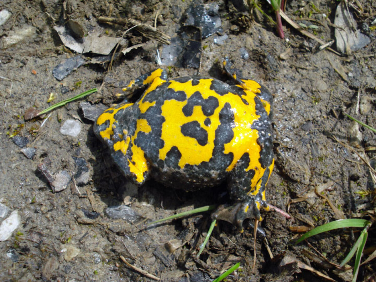 Gelbbauchunke