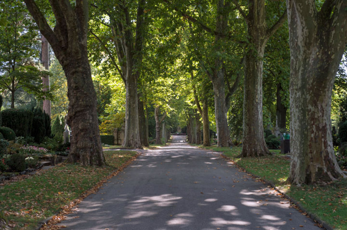 Allee auf dem Hauptfriedhof Heilbronn