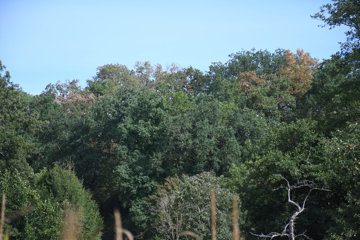 Flächige Ansicht im Kronenbereich im Wald bei Biberach. Erkennbar ist ein Wechsel von Baumkronen mit deutlichen Trockenschäden (braune Blätter im August) und noch intakten grünen Kronen.