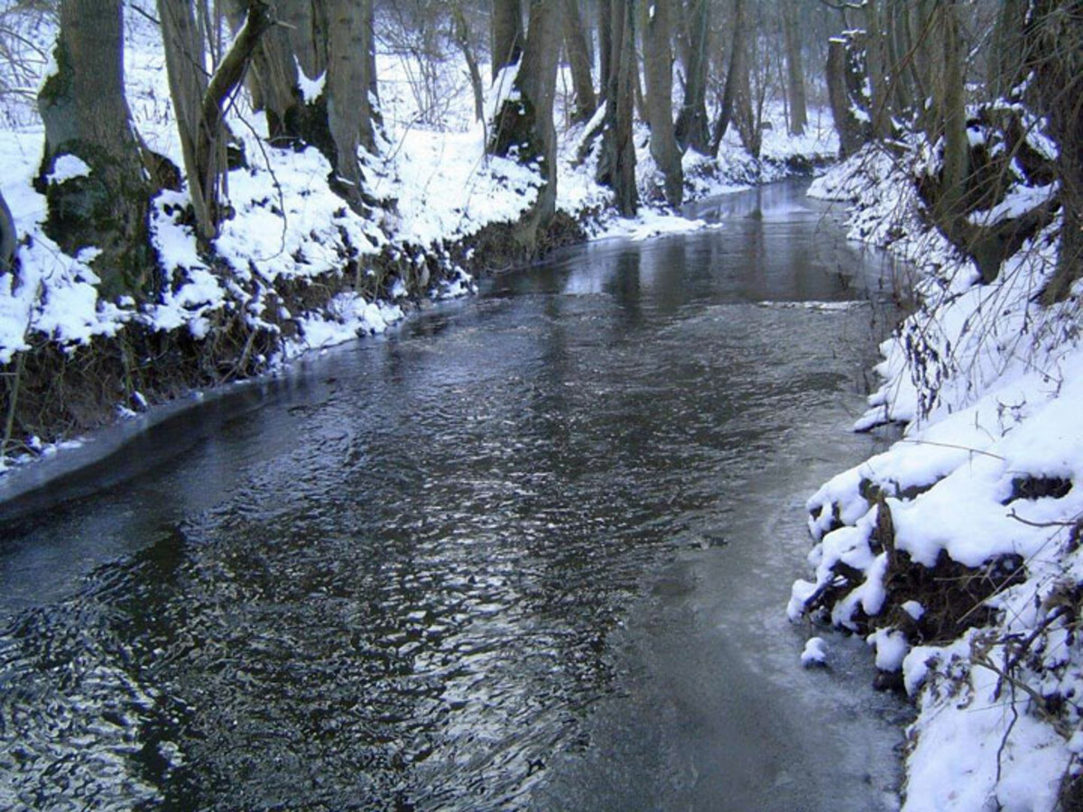Winterlicher Auwaldstreifen an der Schozach