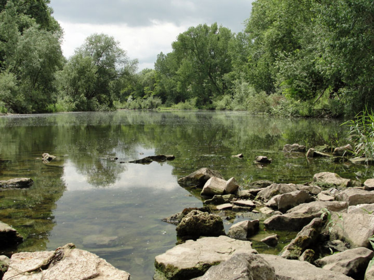 Weichholzauenwälder am Altneckar Horkheim