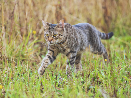 Freilaufende Katze
