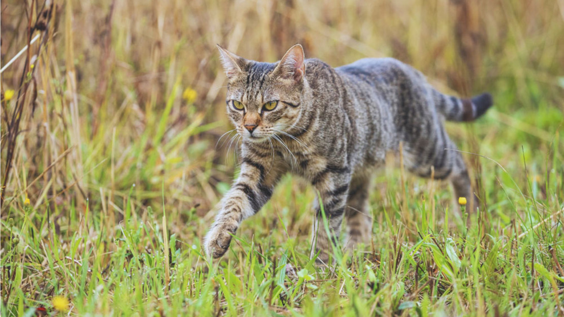 Freilaufende Katze