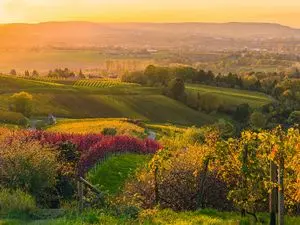 Man sieht Weinberge rund um Heilbronn. Die Sonne geht unter.