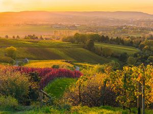 Weinberge (Fotograf: Roland Schweizer - Bildnachweis: Heilbronn Marketing GmbH/Roland Schweizer) Man sieht Weinberge rund um Heilbronn. Die Sonne geht unter.
