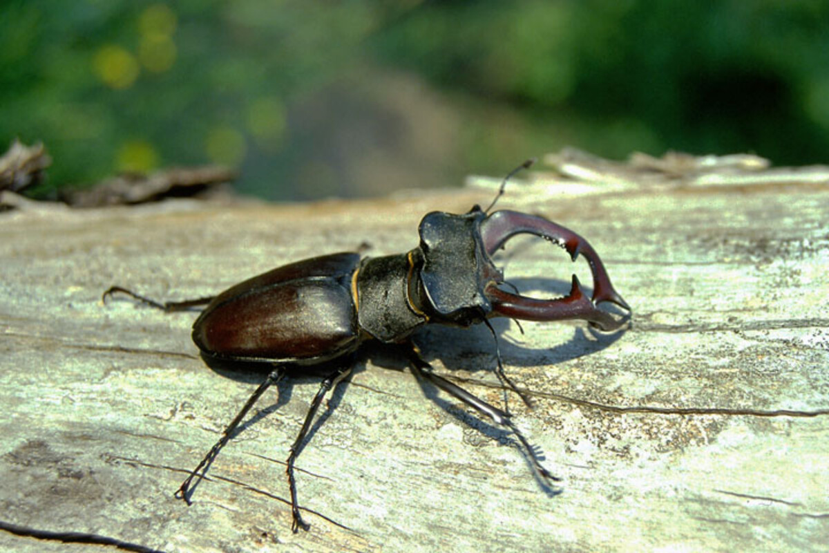 Hirschkäfer