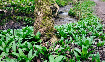 Bärlauch im Köpfertal