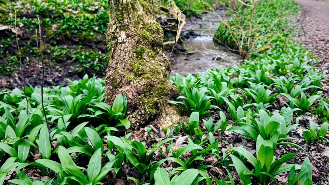 Bärlauch im Köpfertal