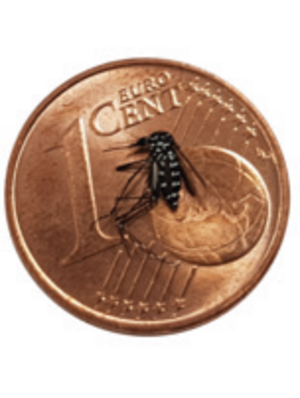 Asiatische Tigermücke auf einem Ein-Cent-Stück. Sie ist viel kleiner als die Cent-Münze.