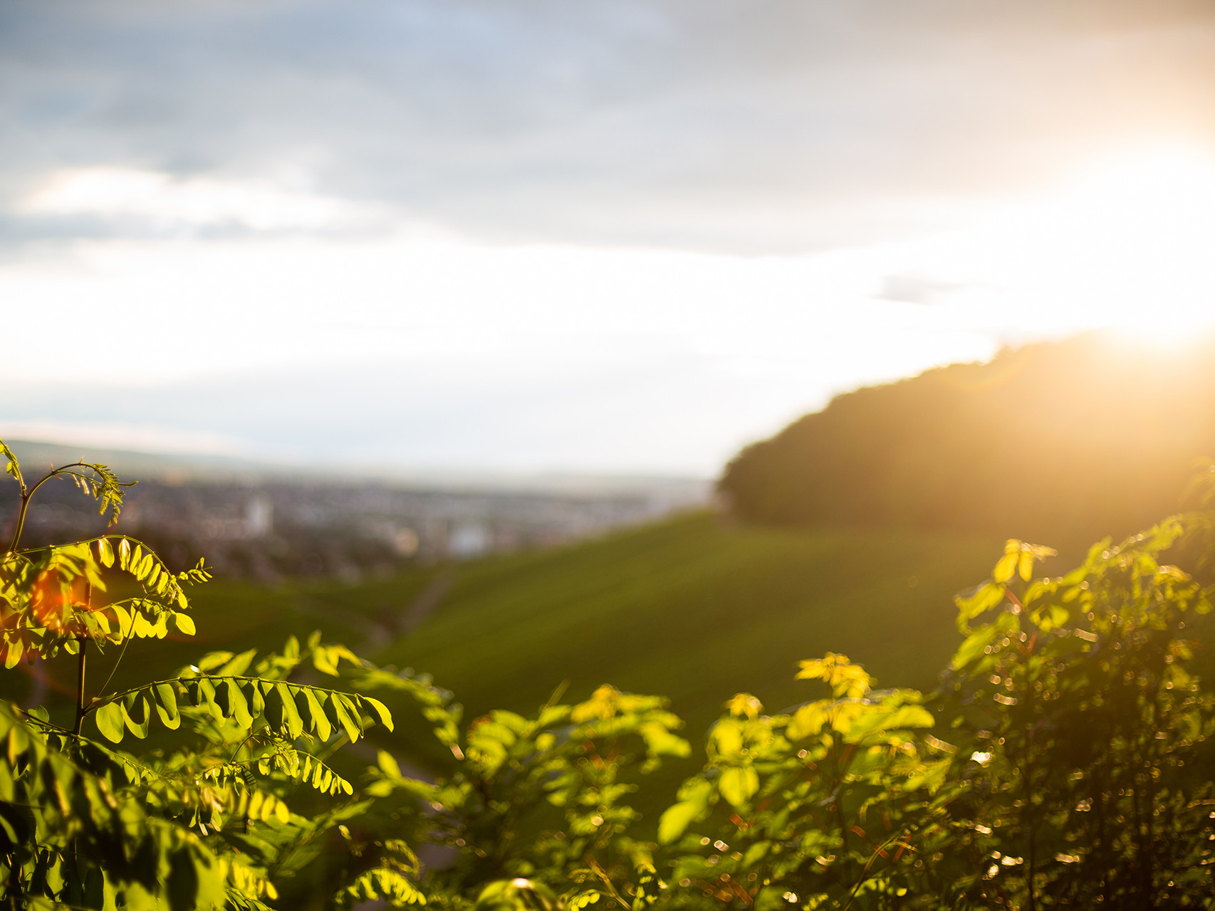 Weinberge in Heilbronn