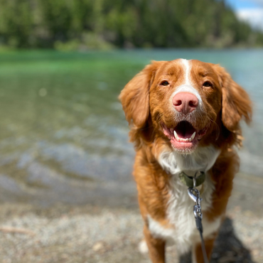 Ein Hund, der an einem Seeufer sitzt und freundlich in die Kamera schaut