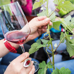 Weingenuss in Heilbronn