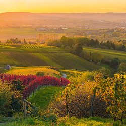 Weintour im Planwagen beim Weingut Bauer