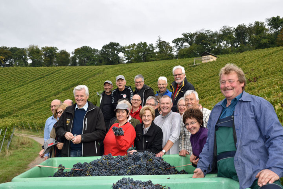 Weinlese des ersten Stadtweins am Wartberg (Oktober 2016)