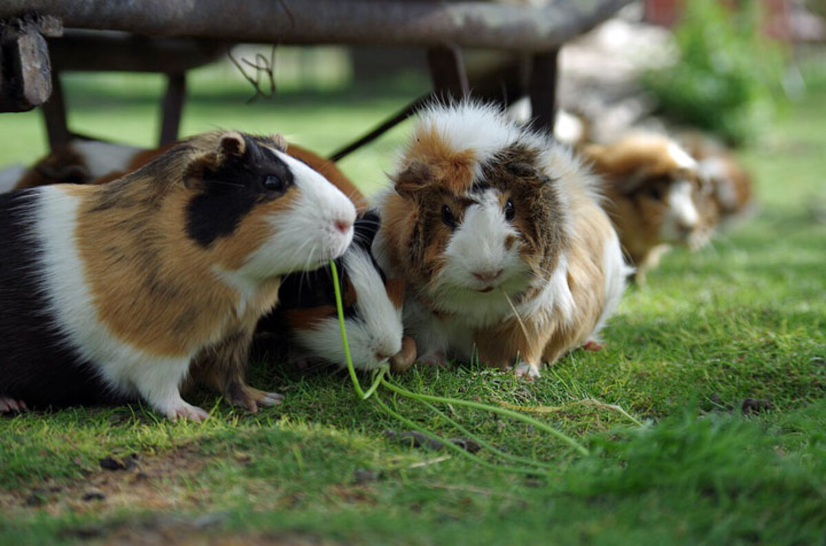 Meerschweinchen (Foto: pixabay)
