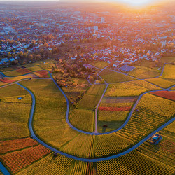 Herbstliche Weinberge