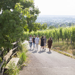 Weinwanderung am Heilbronner Wartberg