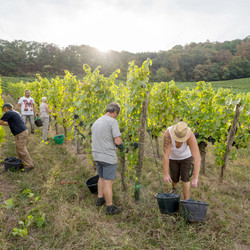 Weinlese in Heilbronn